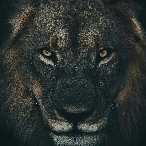 ПуЛяОтДеДуЛи