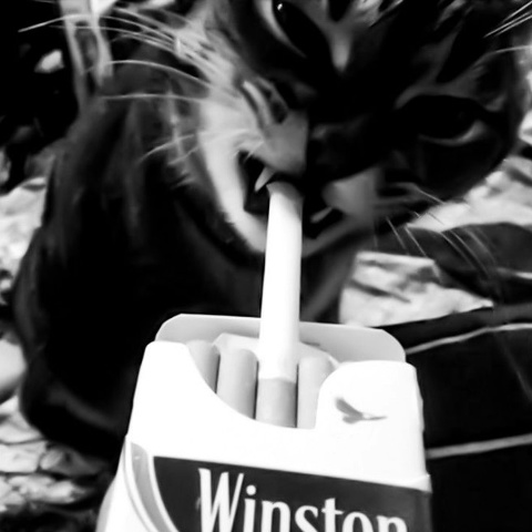 Watson Dev